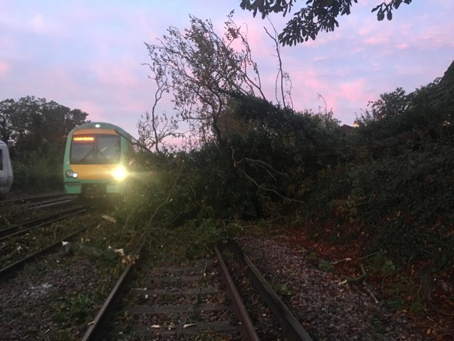 train track tree